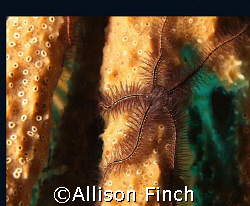 This brittle star was climbing around the Southern Barrie... by Allison Finch 